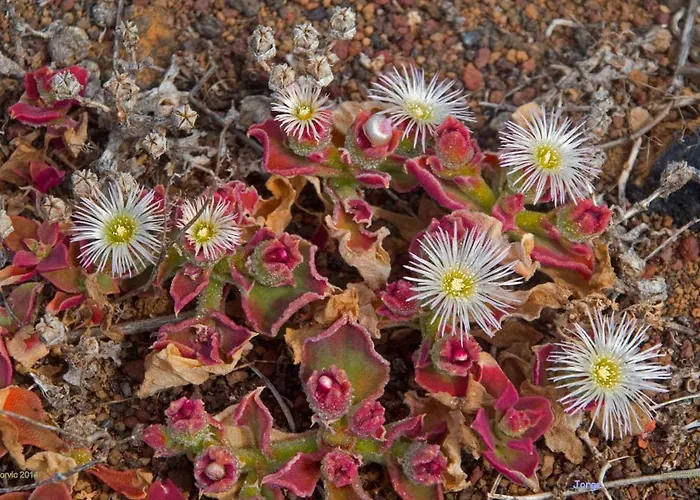 Crucero Vista Al Mar A